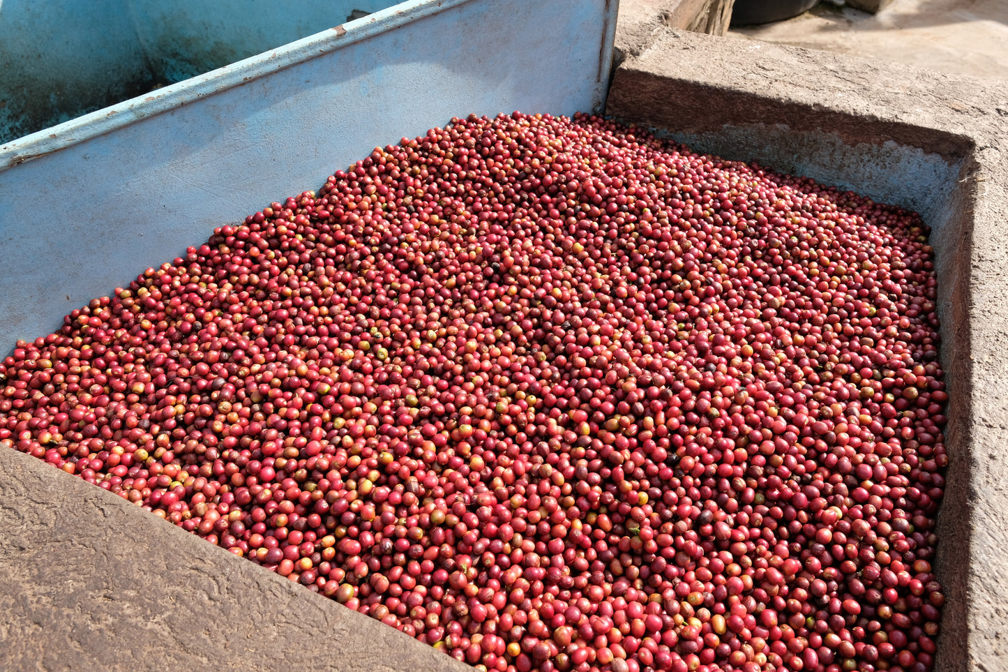 Rwanda – Busanze Ikawa House Washed