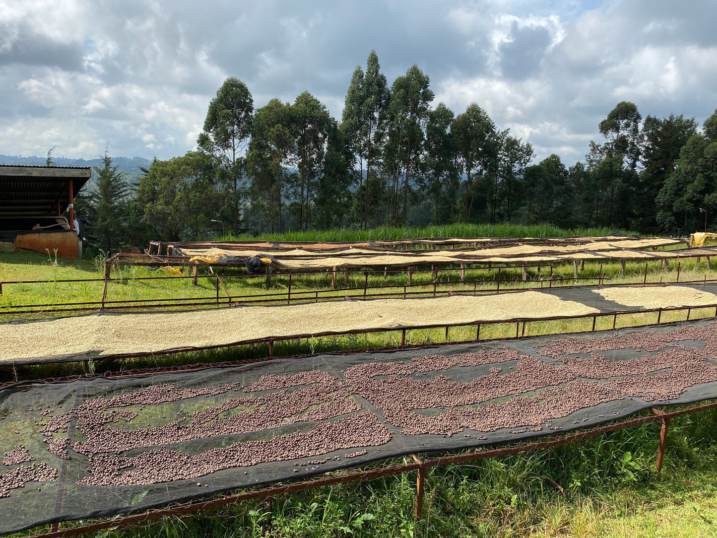 Kenya – Kamunyaka AA washed