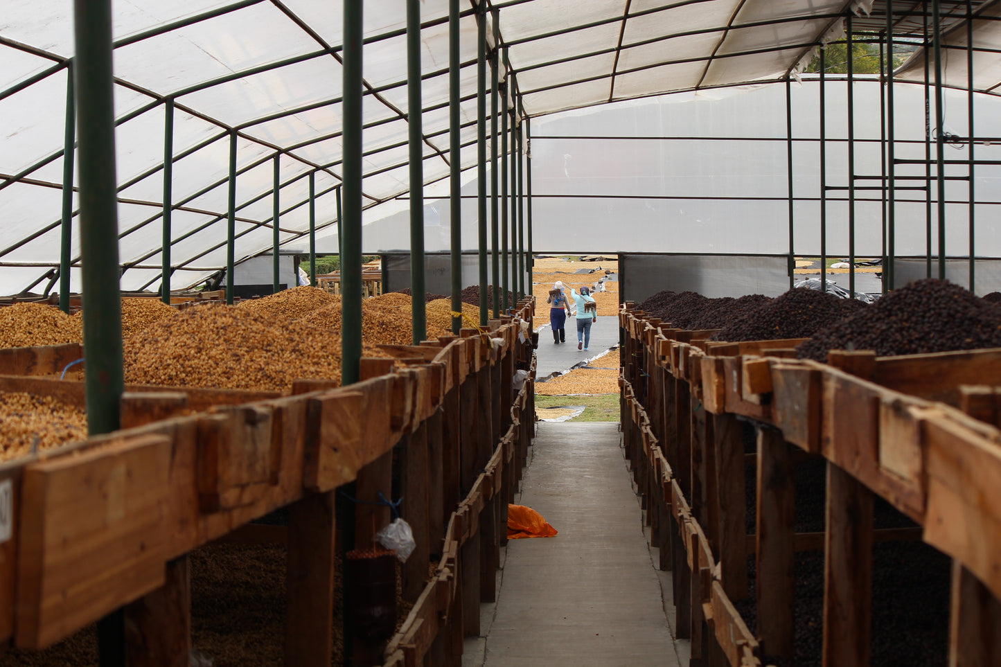 Nicaragua Fincas Mierisch — Los Placeres