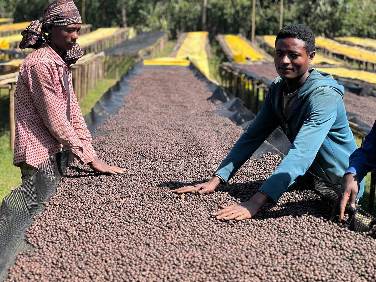 Etiopia Sidama Bura – Natural – Espresso