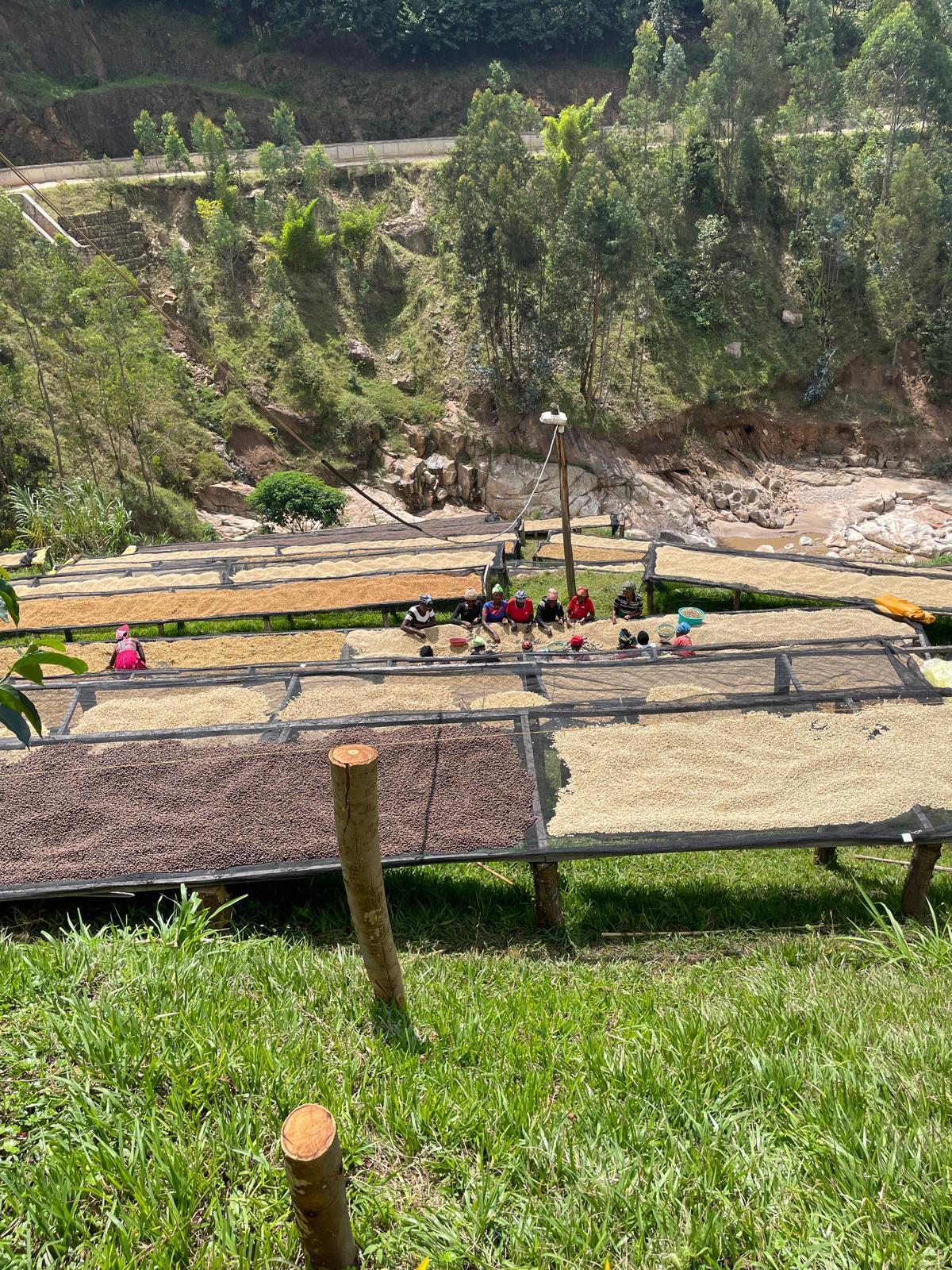 Rwanda Nyabihu – Shyira Red Bourbon Washed