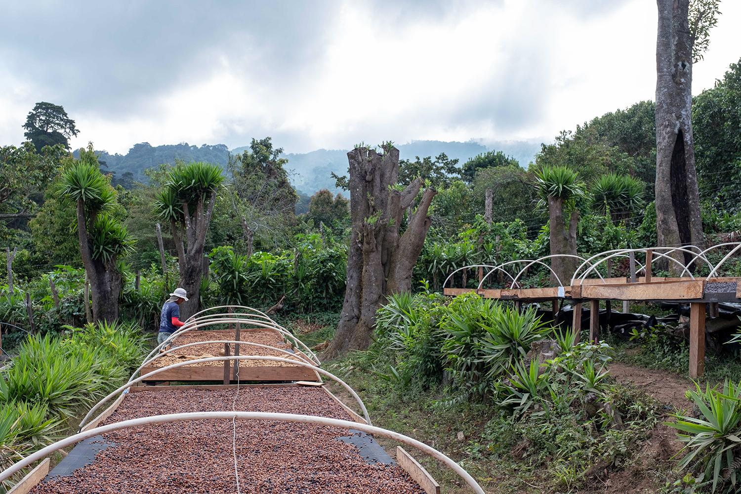 El Salvador – La Dalia Pacamara Anaerobic 120h
