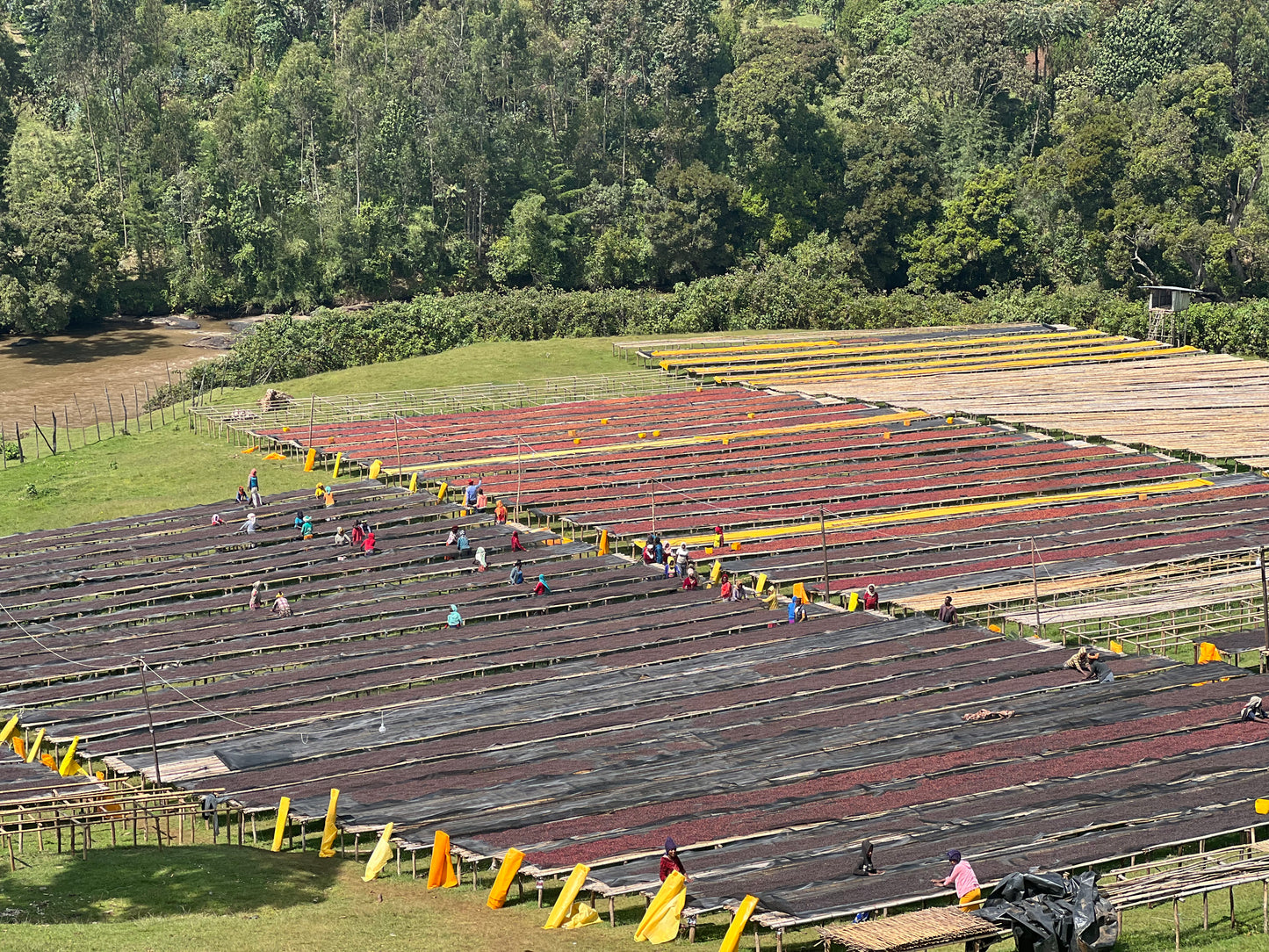 Etiopia Sidama Bura – Natural - Espresso