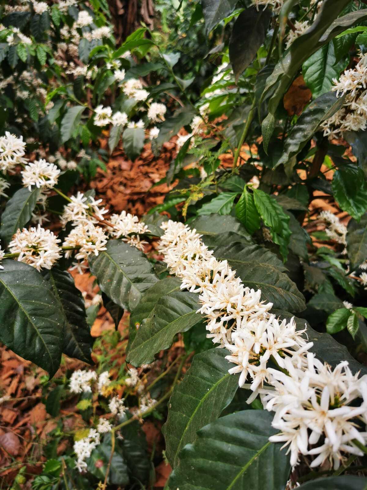 El Salvador San Antonio – Geisha 168 hrs