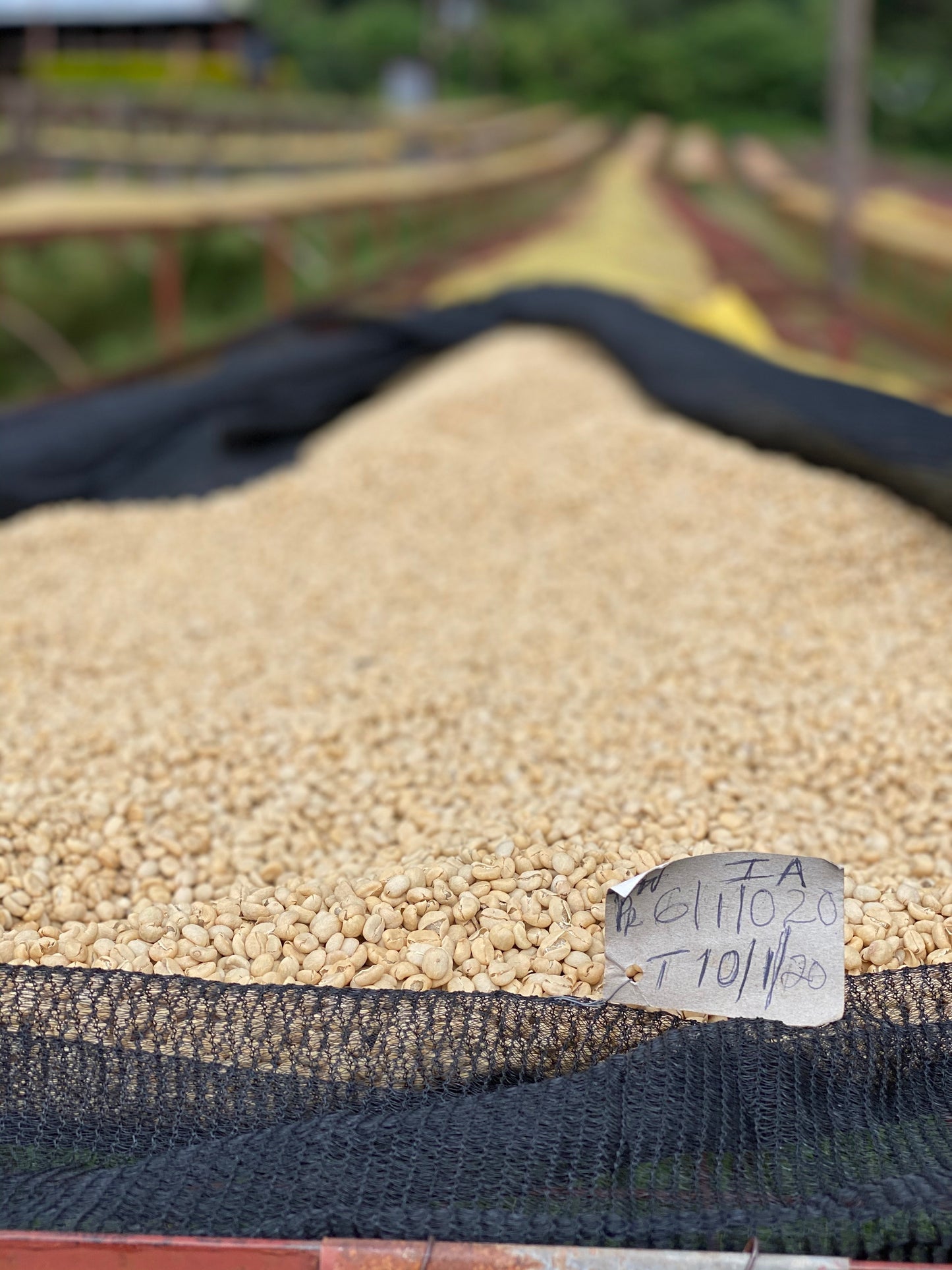 Kenya Nyeri – Gatura AA Fully Washed