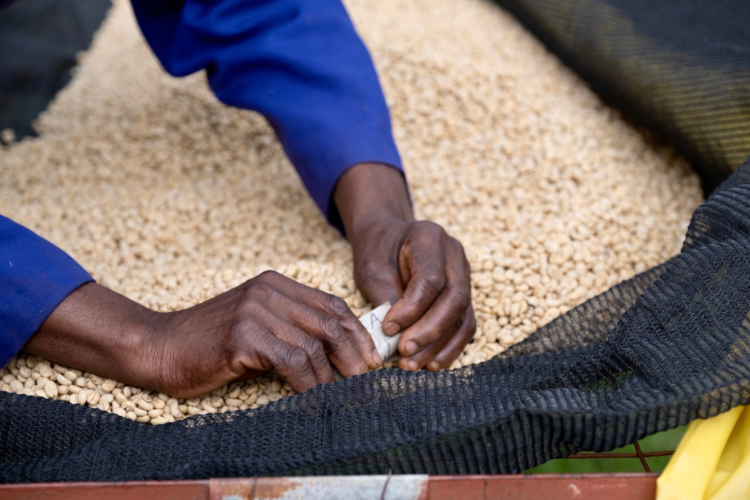 Kenya Nyeri – Gatura AA Fully Washed