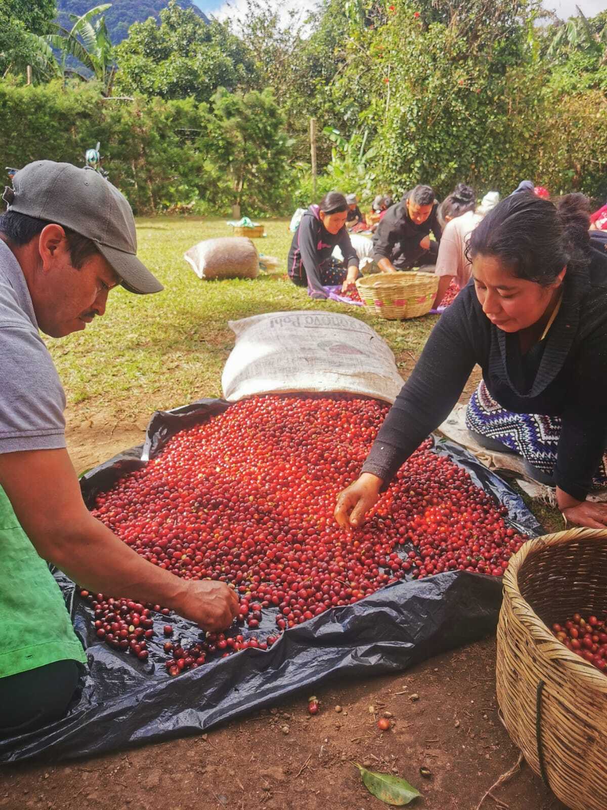 El Salvador San Antonio – Geisha 168 hrs