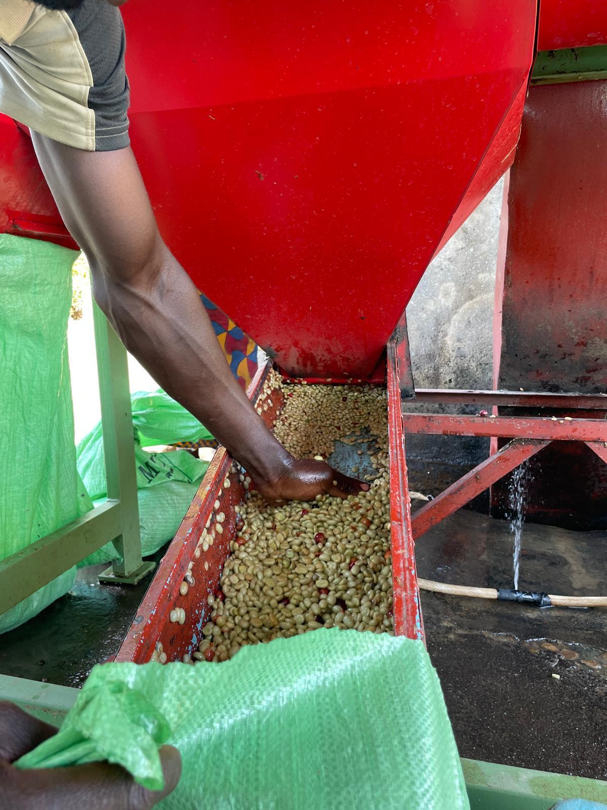 Rwanda Nyabihu – Shyira Red Bourbon Washed