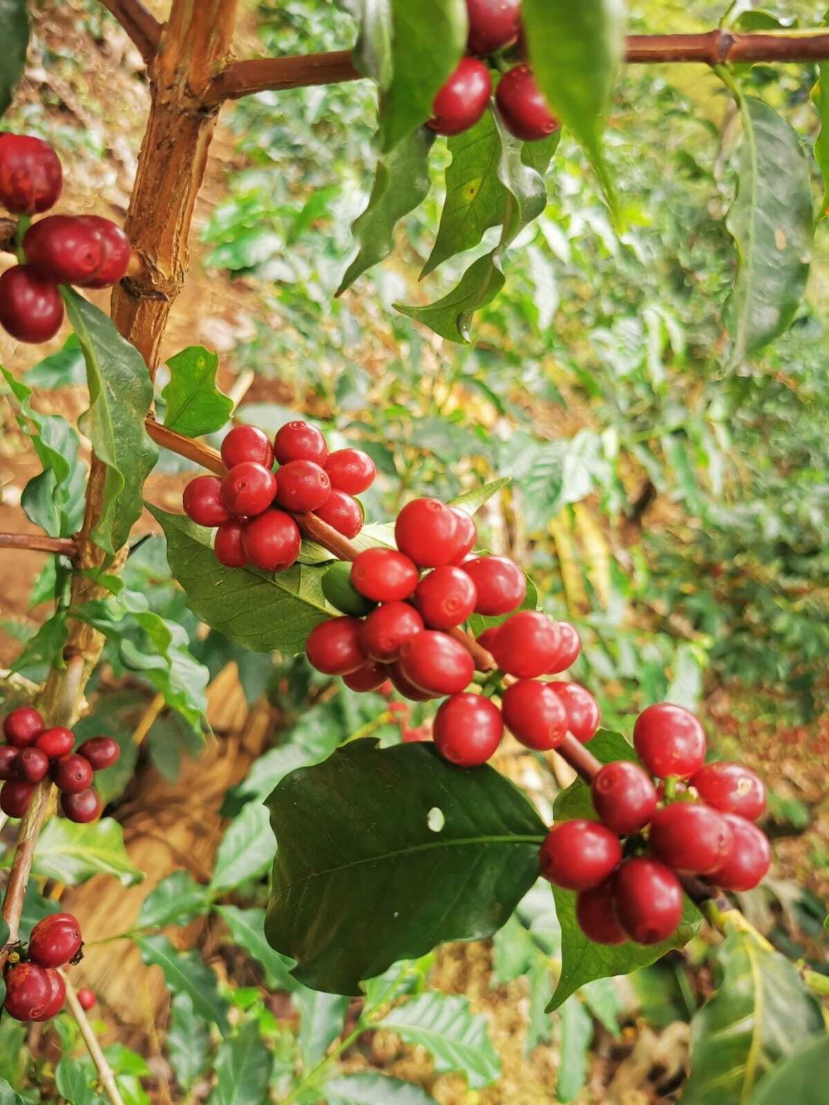 El Salvador San Antonio – Geisha 168 hrs