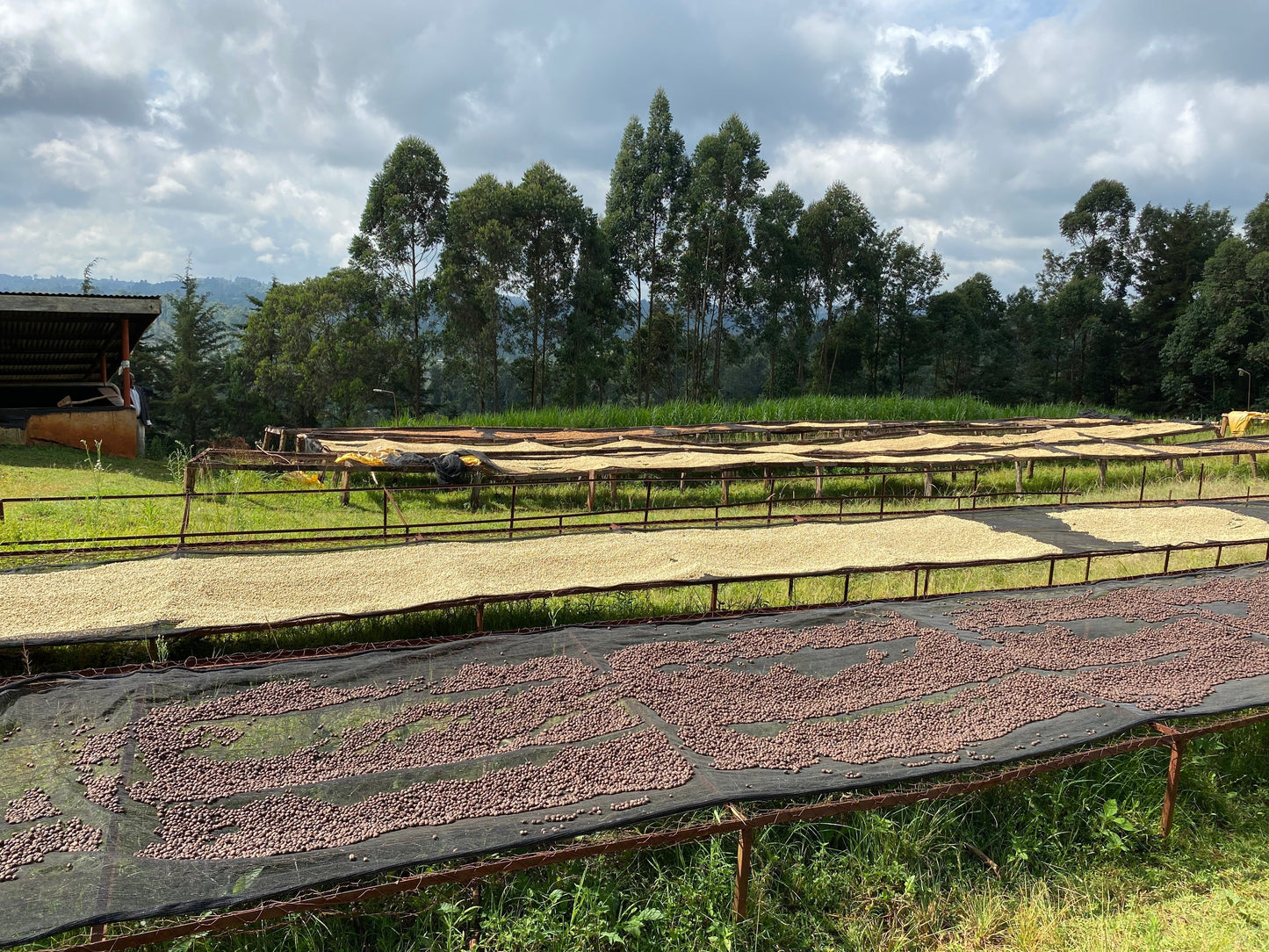 Kenya Nyeri – Gatura AA Fully Washed
