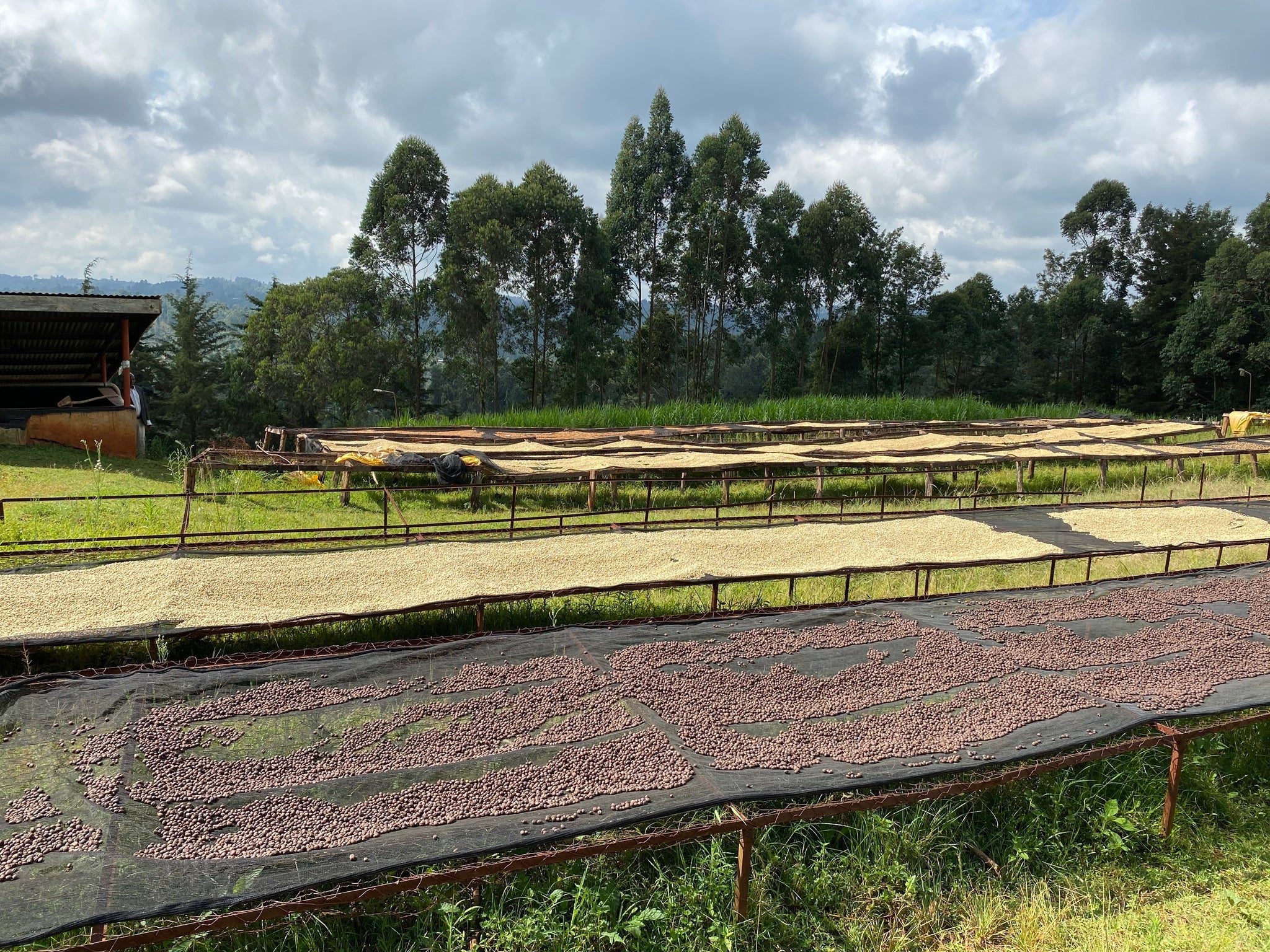 Kenya Nyeri – Gatura AA Fully Washed