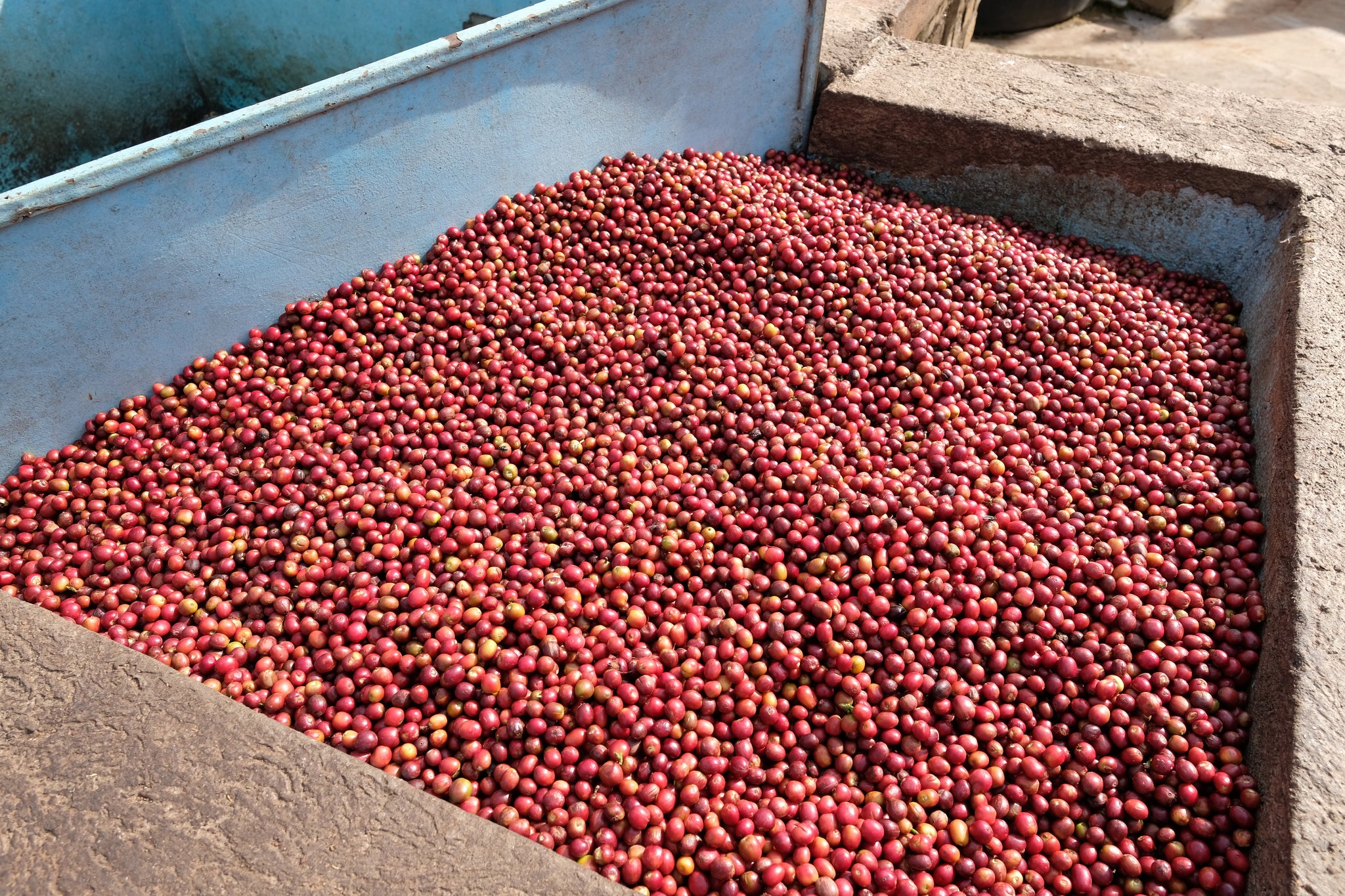 Rwanda – Busanze Ikawa House Washed