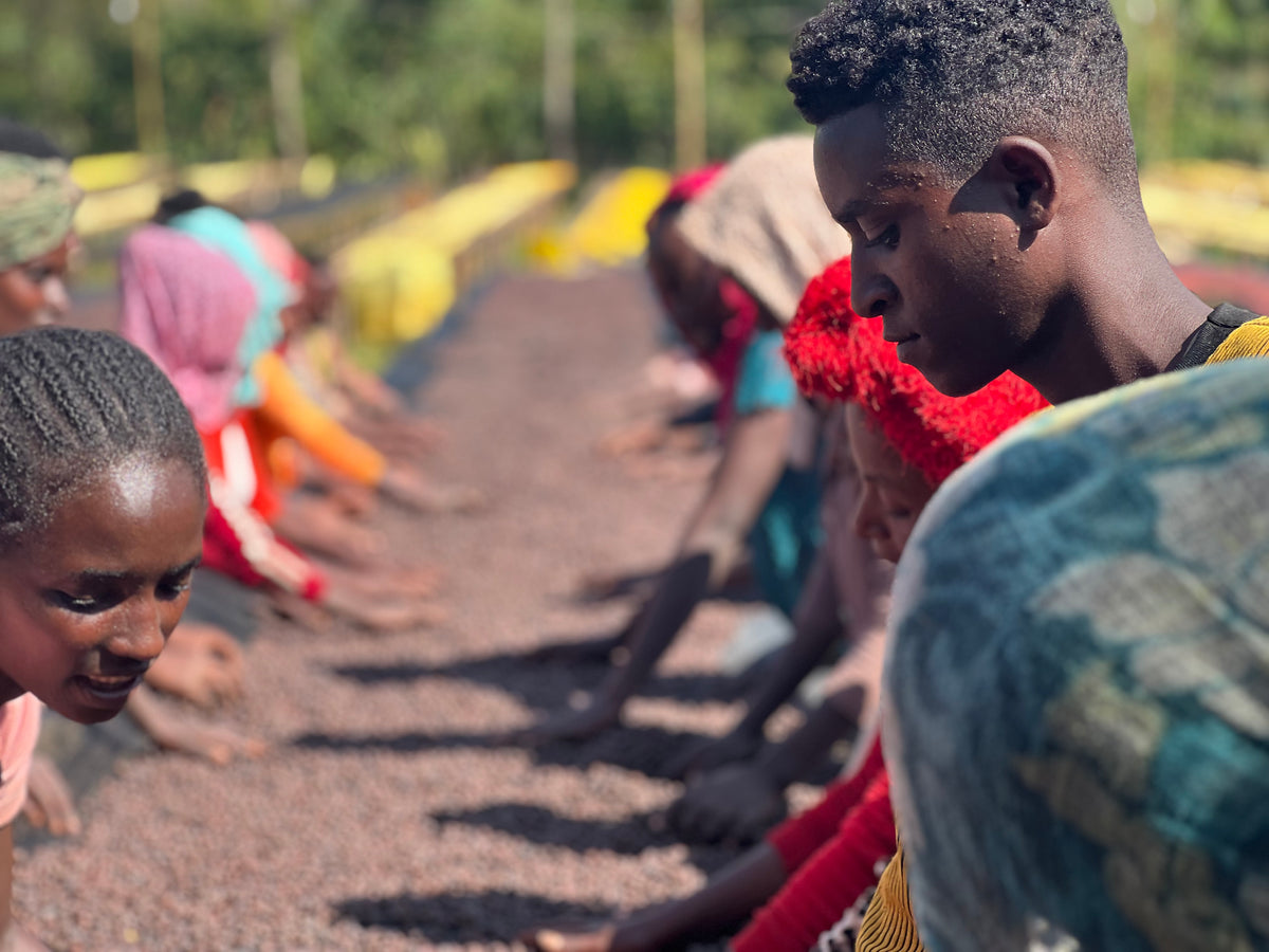 Etiopia Sidama Bura – Natural – Espresso