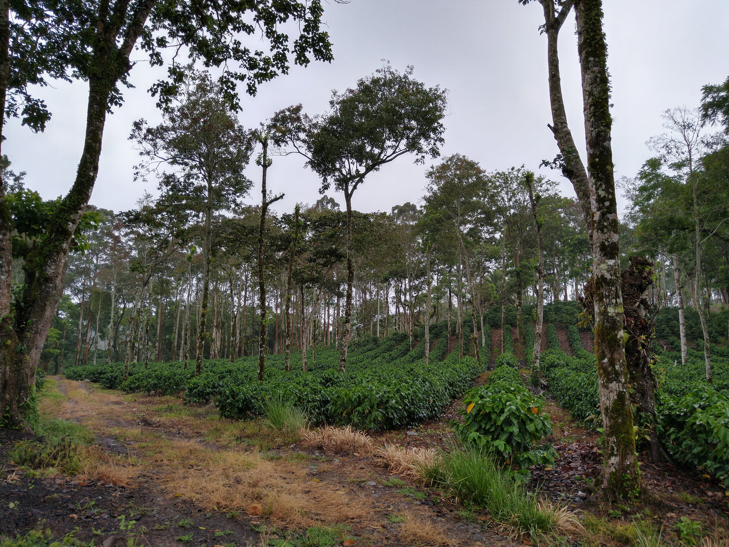 Nicaragua Fincas Mierisch — Los Placeres