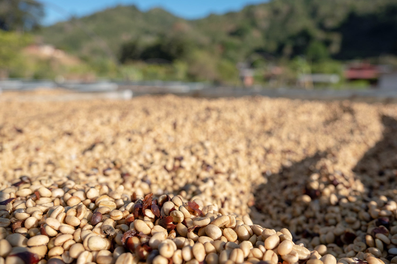 Costa Rica - Roberto Mata - Finca Las Nubes - Black Honey