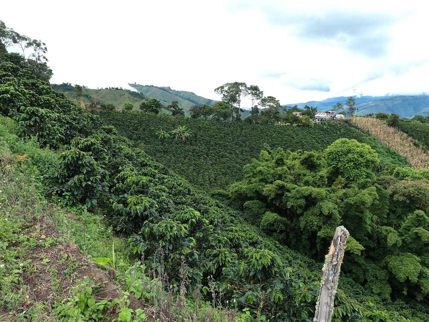 Colombia Cuatro Vientos Pink Bourbon natural