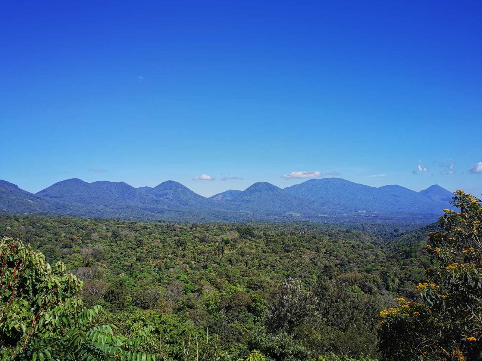 El Salvador San Antonio – Geisha 168 hrs