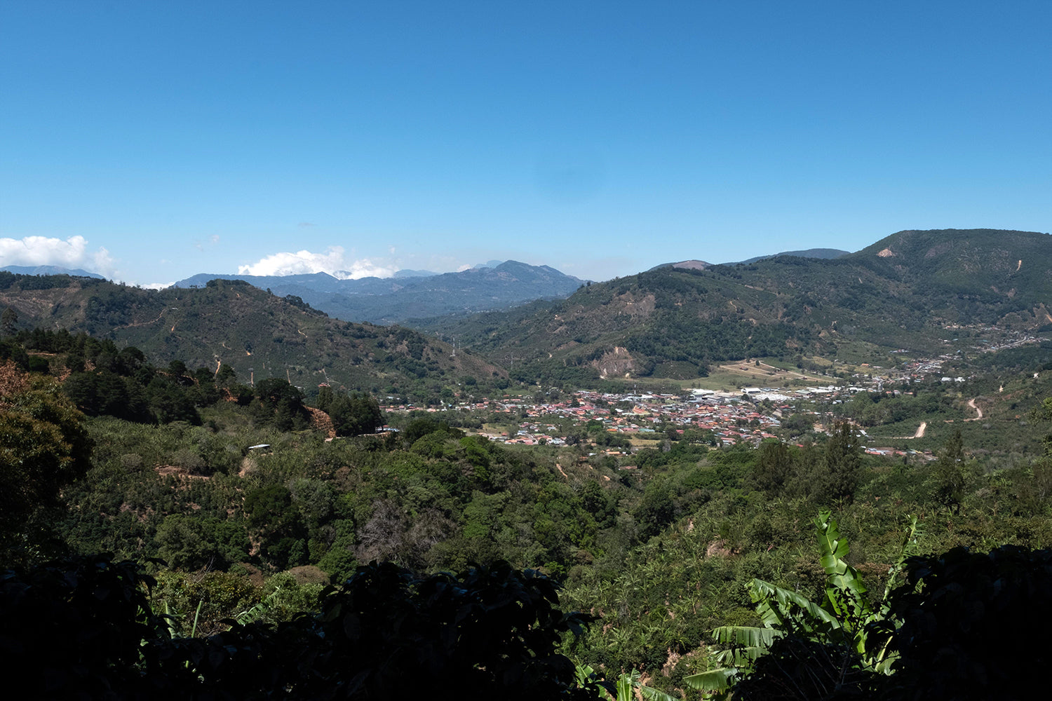 Costa Rica - Roberto Mata - Finca Las Nubes - Black Honey