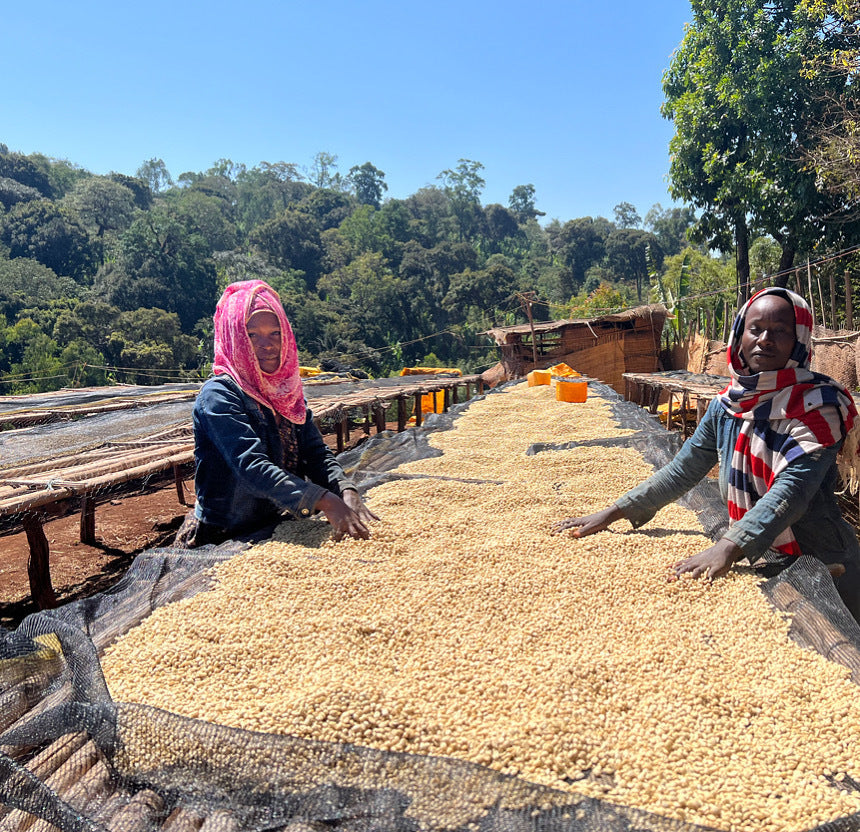 Etiopia – Banko Gotiti Washed Premium