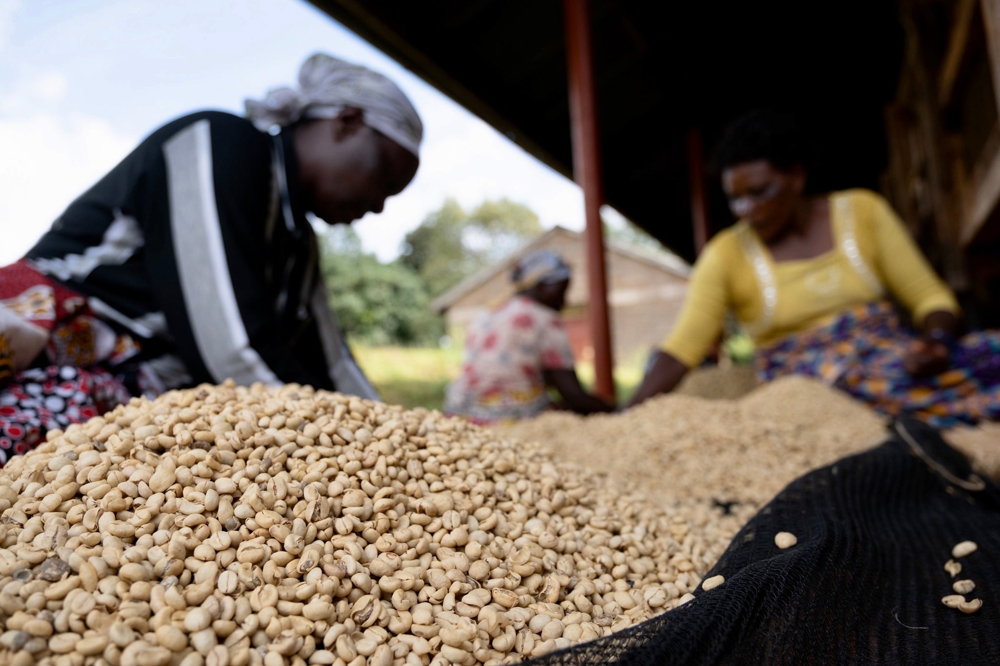 Kenya – Kamunyaka AA washed