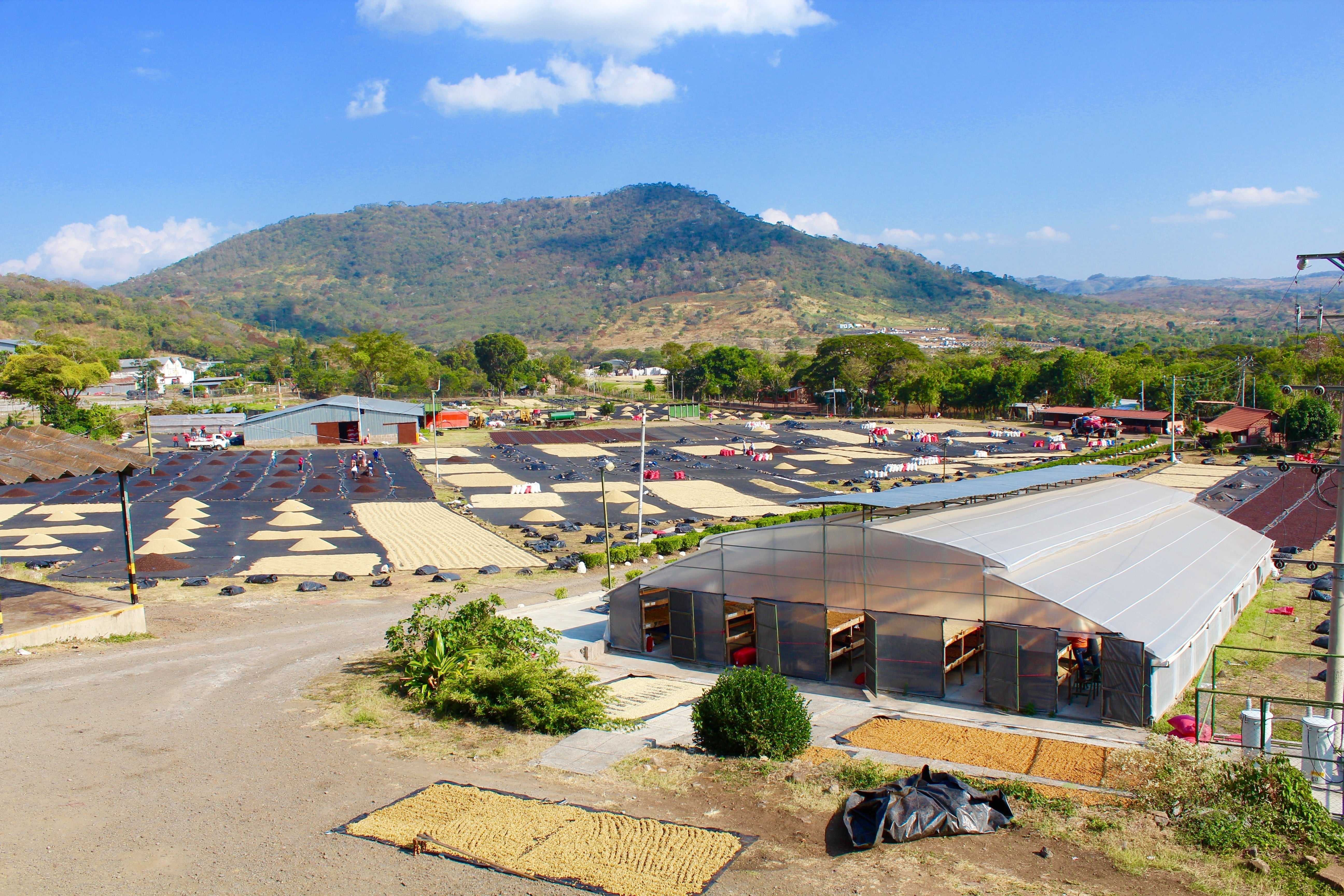 Nicaragua Fincas Mierisch — Los Placeres