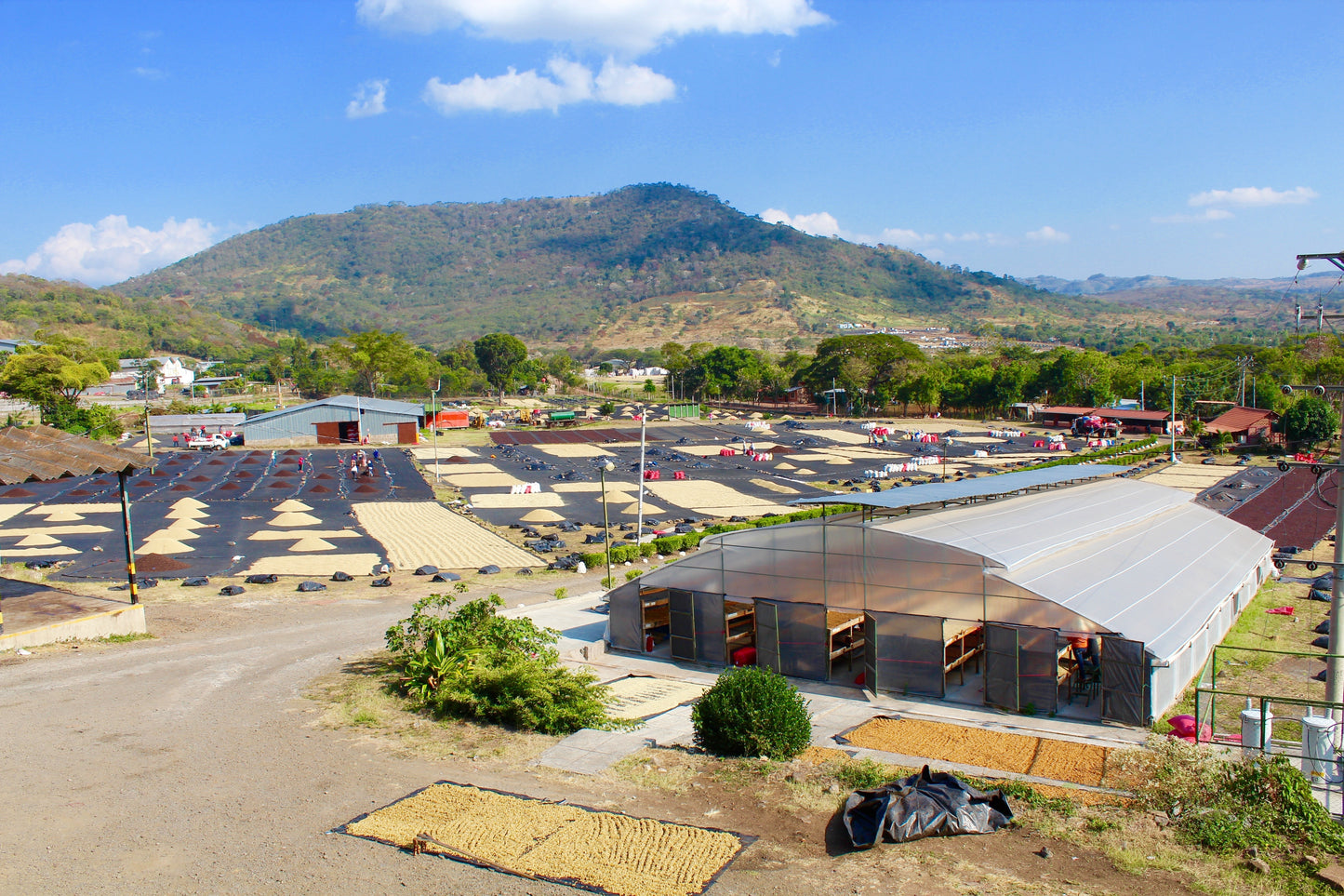 Nicaragua Fincas Mierisch — Los Placeres