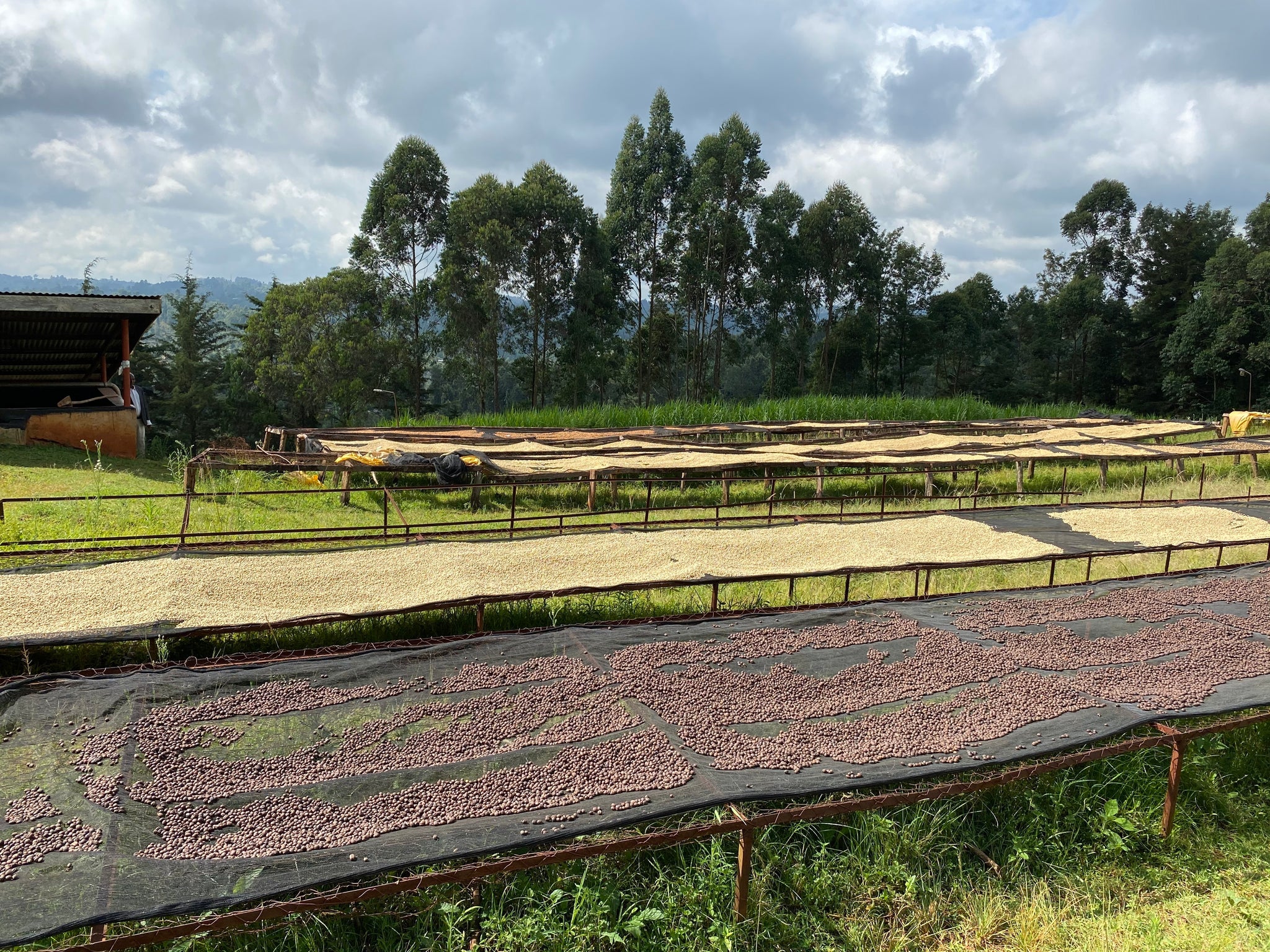 Kenya – Kamunyaka AA washed