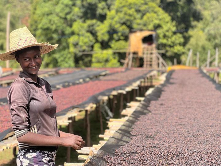 Etiopia Sidama Karamo – Gara Agena Natural G1 Premium