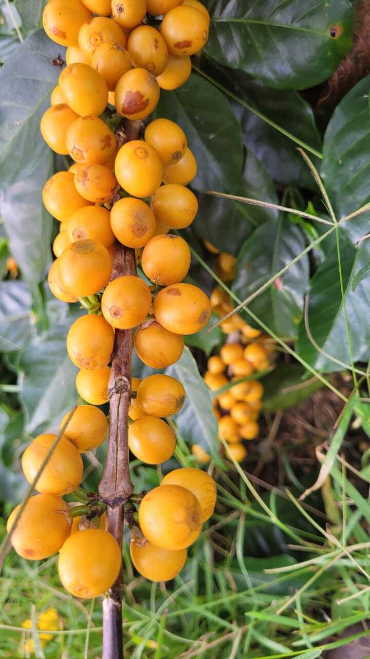 Costa Rica - Roberto Mata - Finca Las Nubes - Black Honey