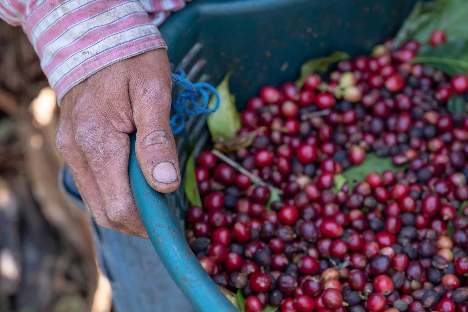 Costa Rica - Roberto Mata - Finca Las Nubes - Black Honey