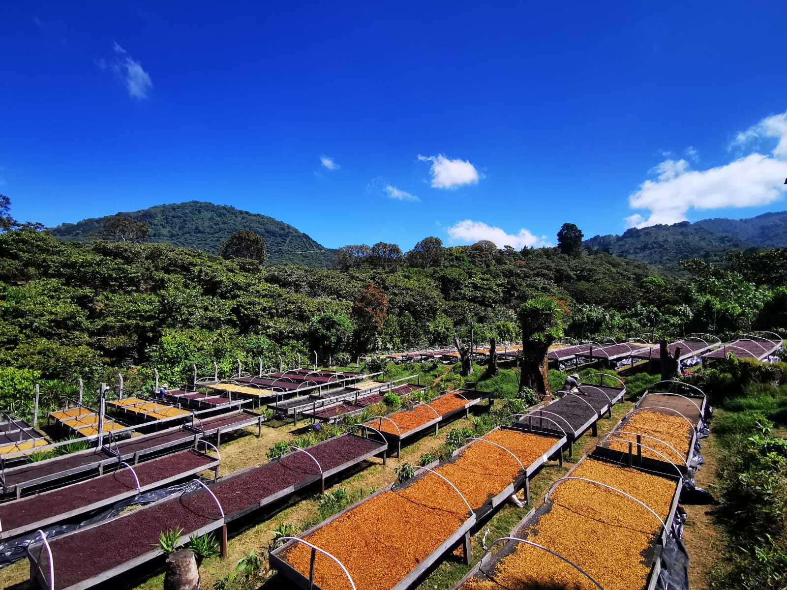 El Salvador San Antonio – Geisha 168 hrs