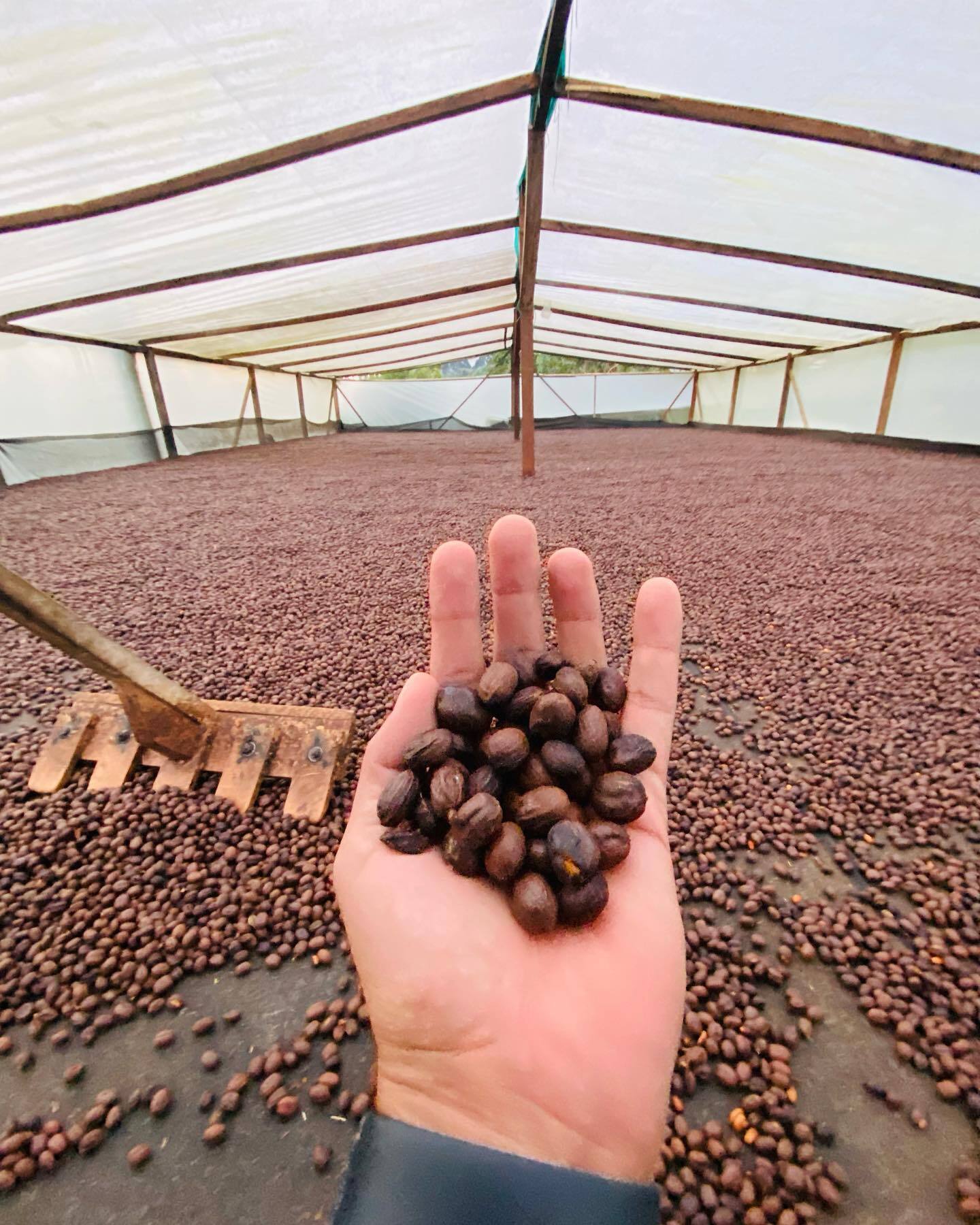 Colombia Cuatro Vientos Pink Bourbon natural