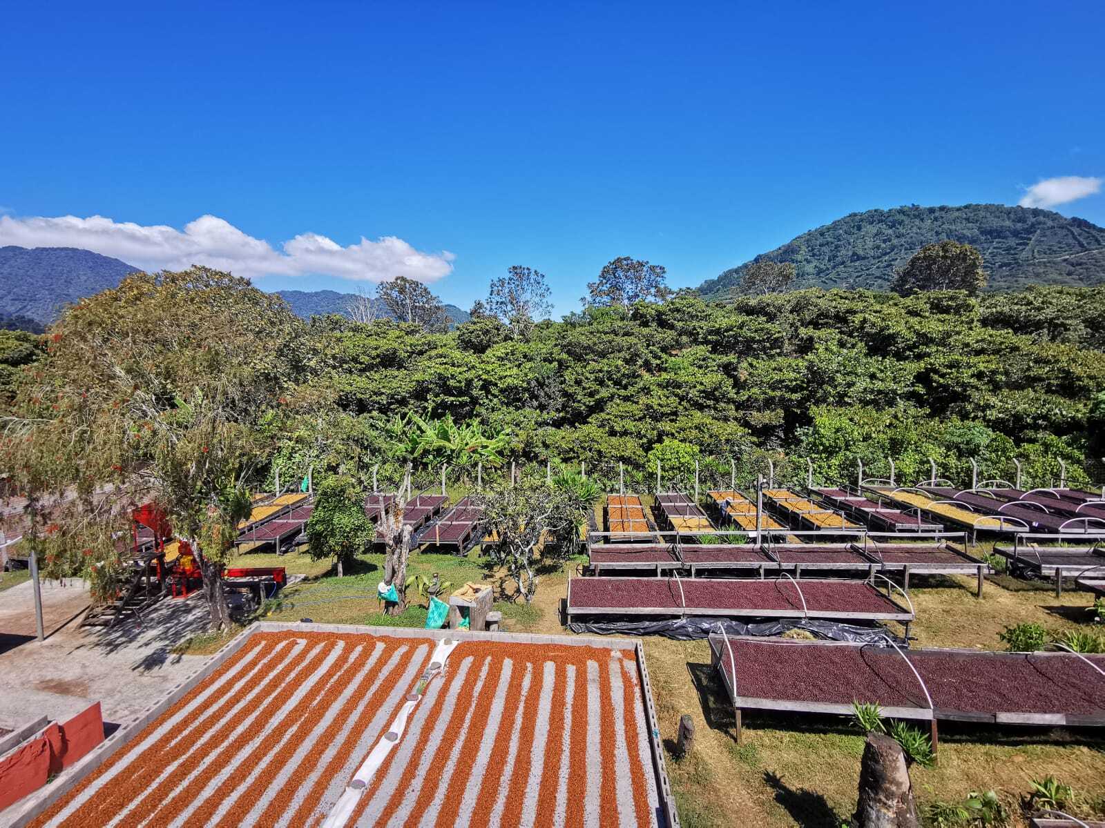 El Salvador San Antonio – Geisha 168 hrs