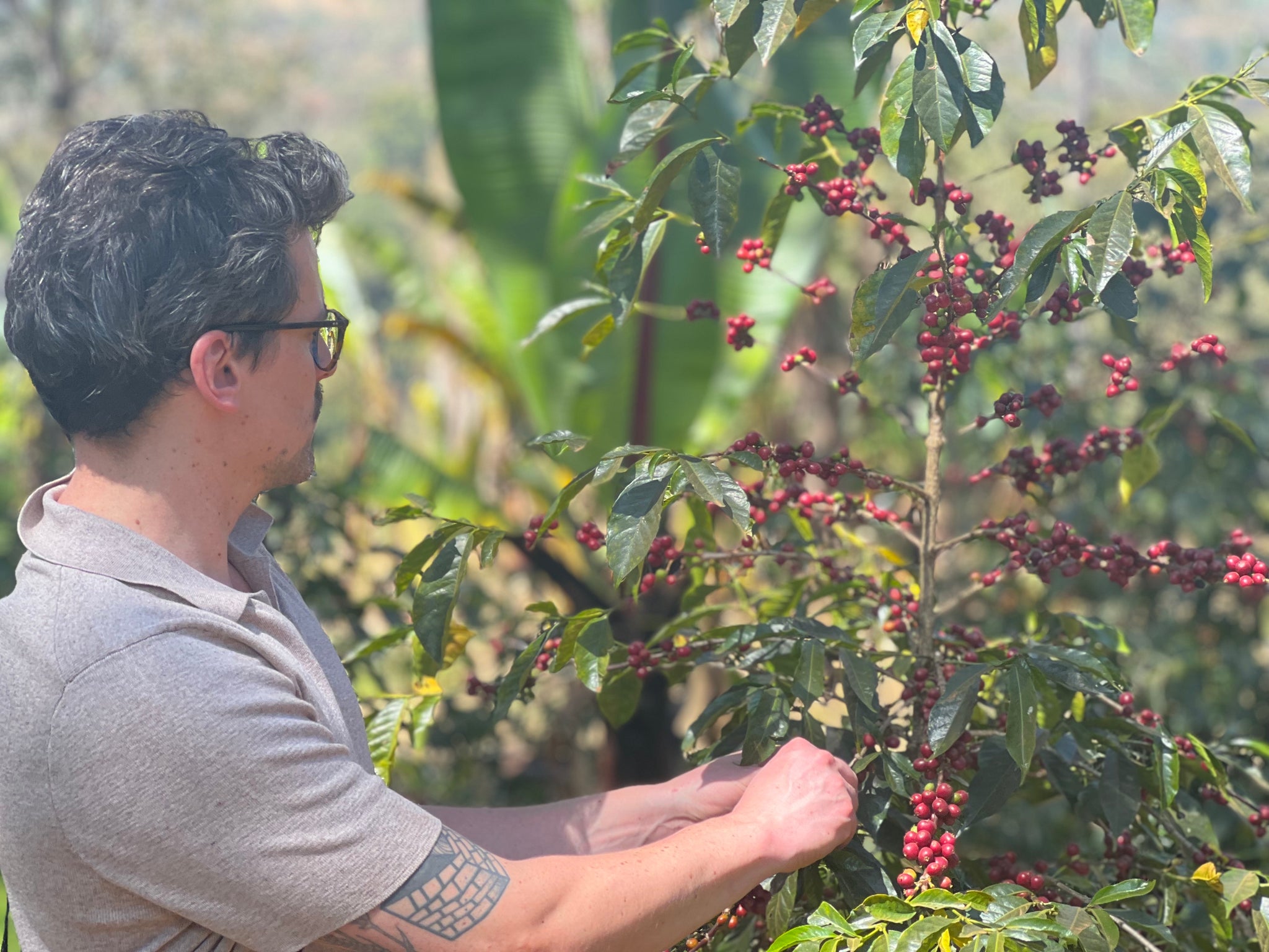 Box  Degustazione 4 Microlotti Specialty