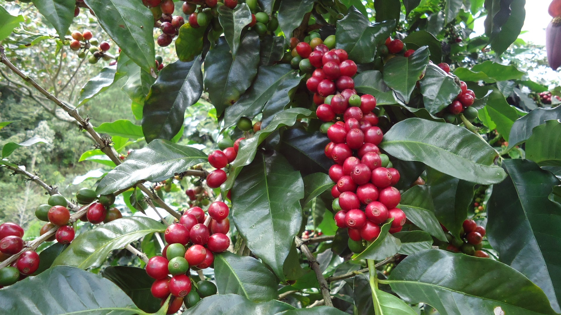 Nicaragua Natural Anaerobic Parainema  Los Granadillos