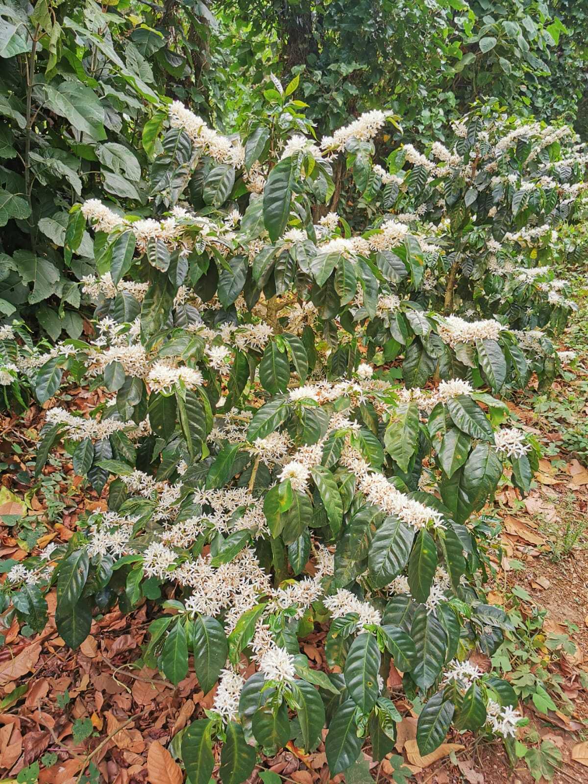 El Salvador San Antonio – Geisha 168 hrs