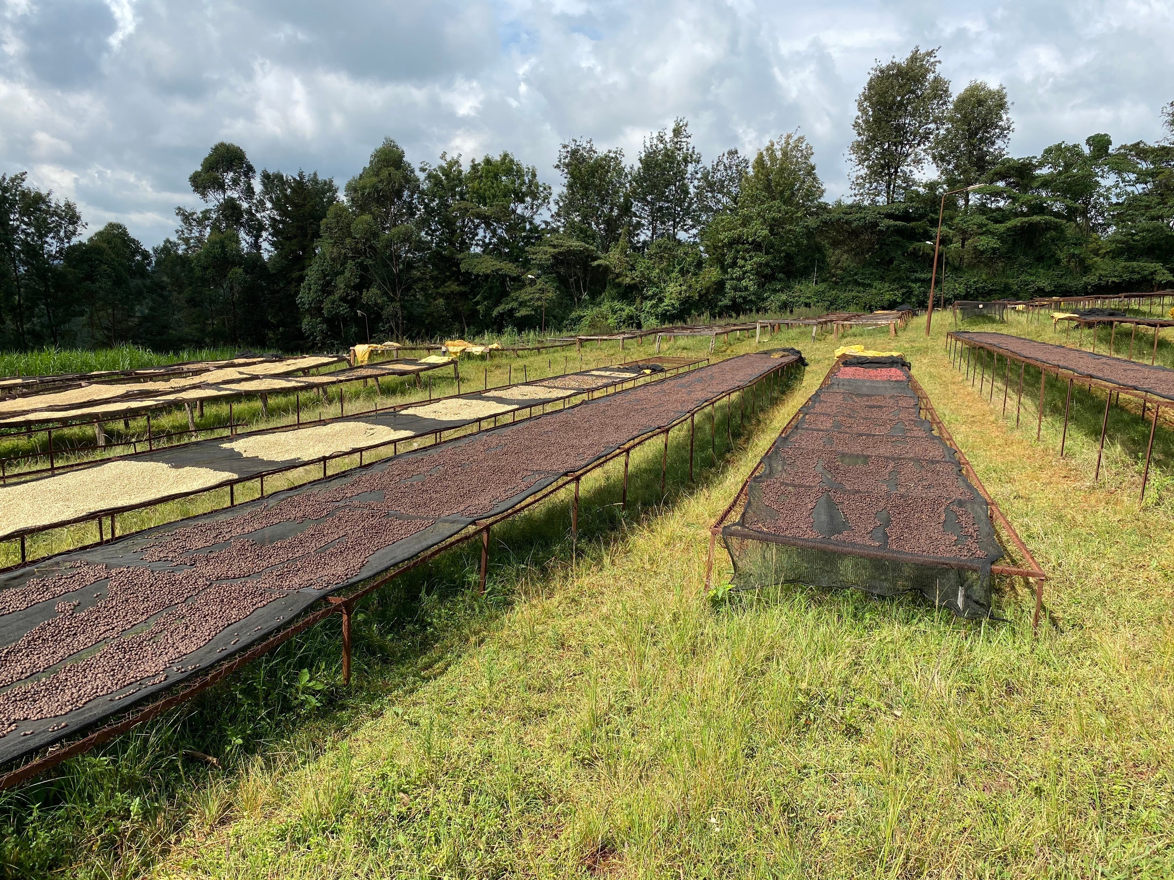 Kenya Nyeri – Gatura AA Fully Washed