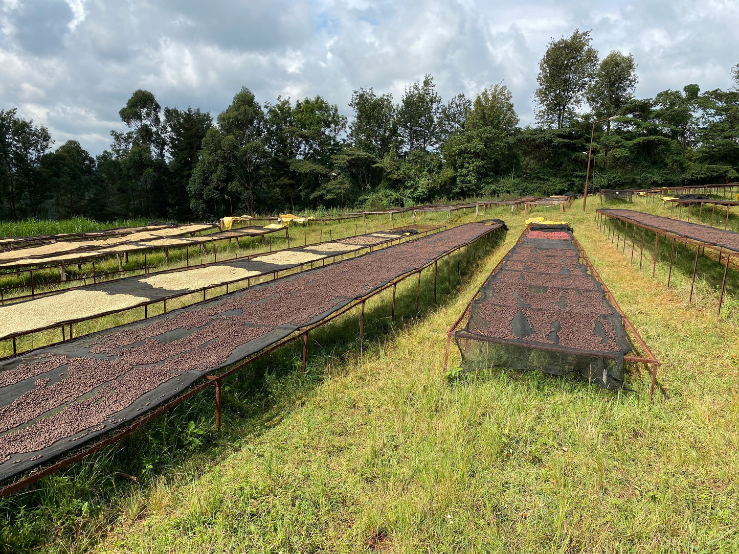 Kenya Nyeri – Gatura AA Fully Washed