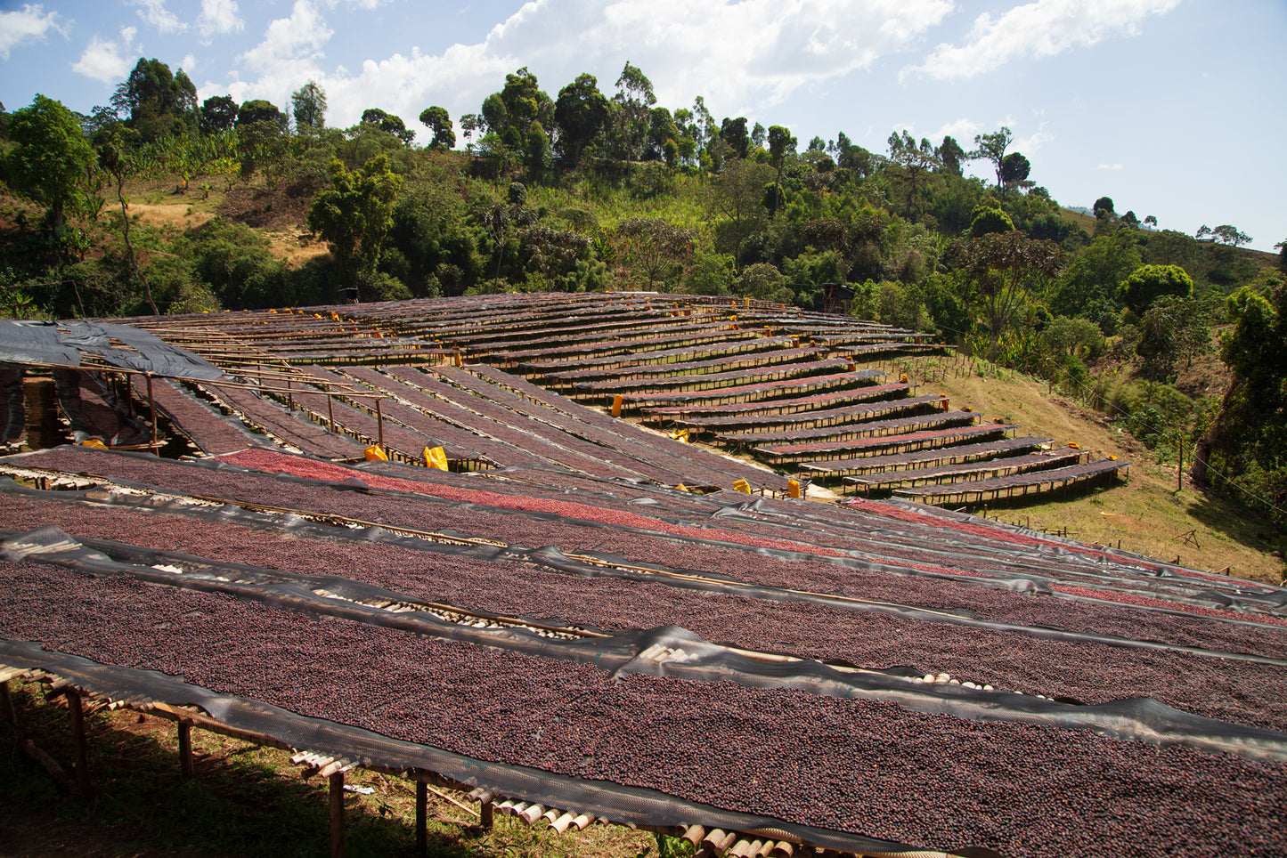 Etiopia Sidama Karamo – Gara Agena Natural G1 Premium