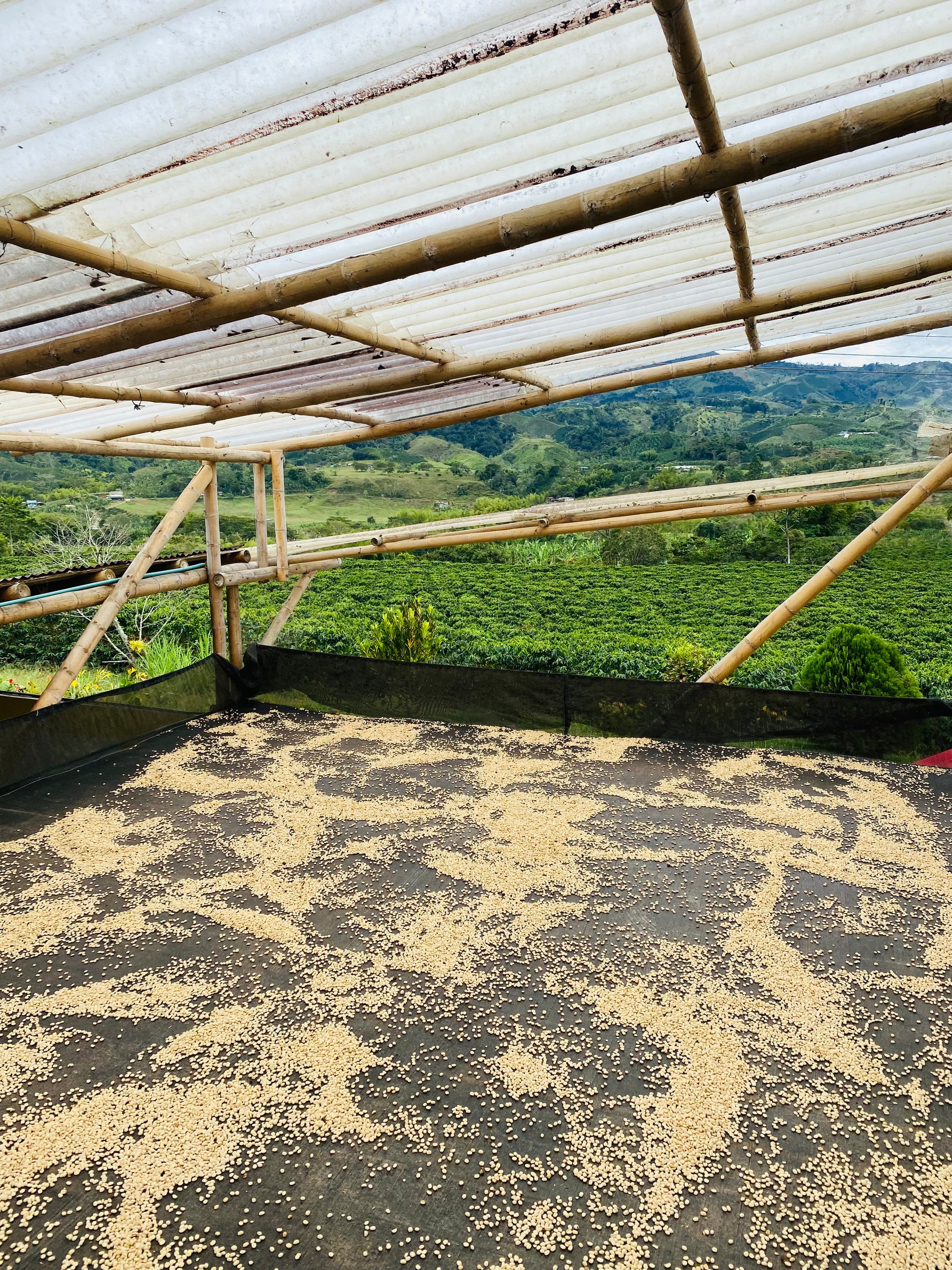 Colombia Cuatro Vientos Pink Bourbon natural