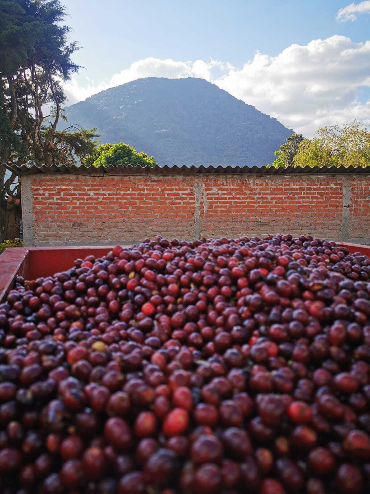 El Salvador San Antonio – Geisha 168 hrs