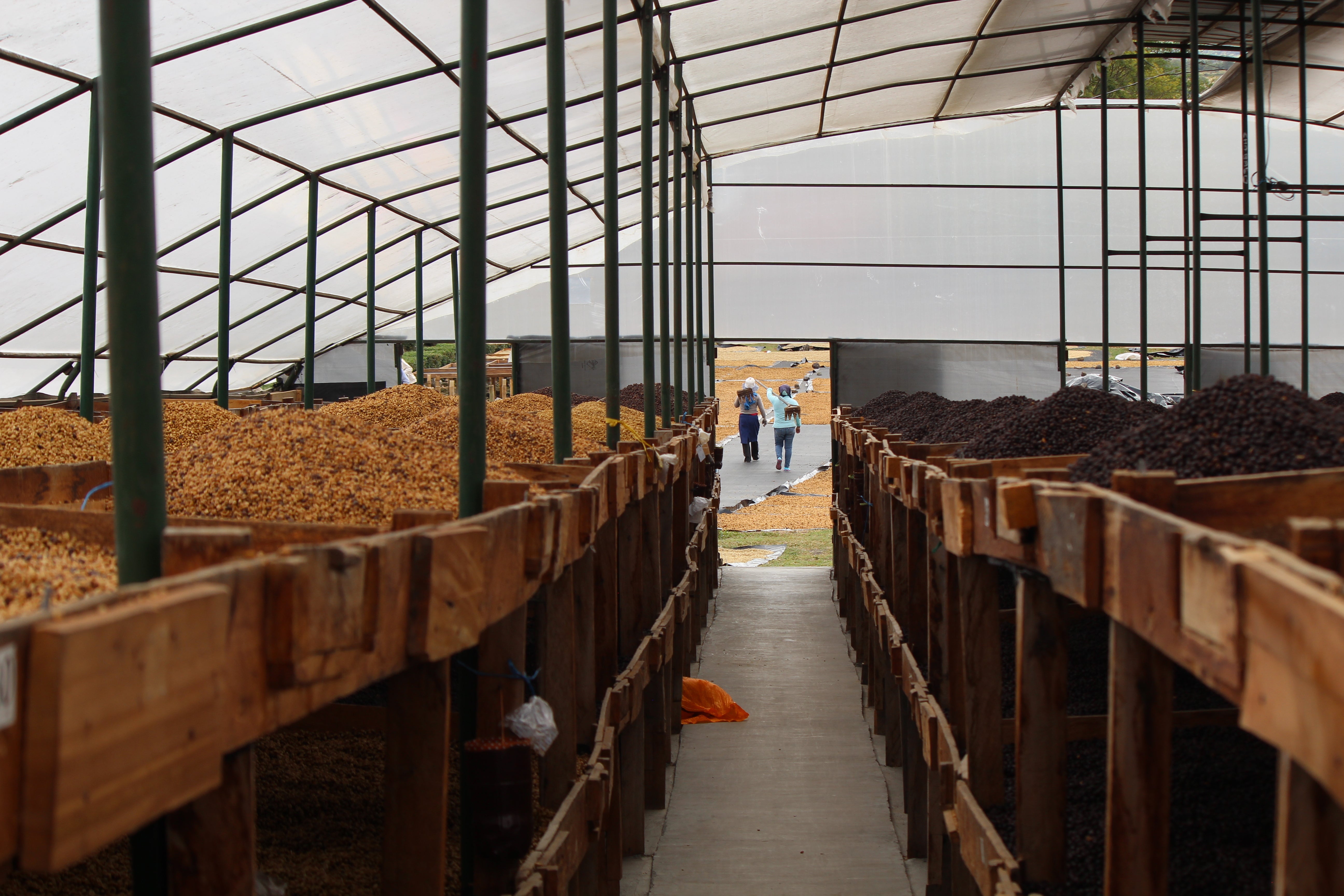 Nicaragua Fincas Mierisch — Los Placeres