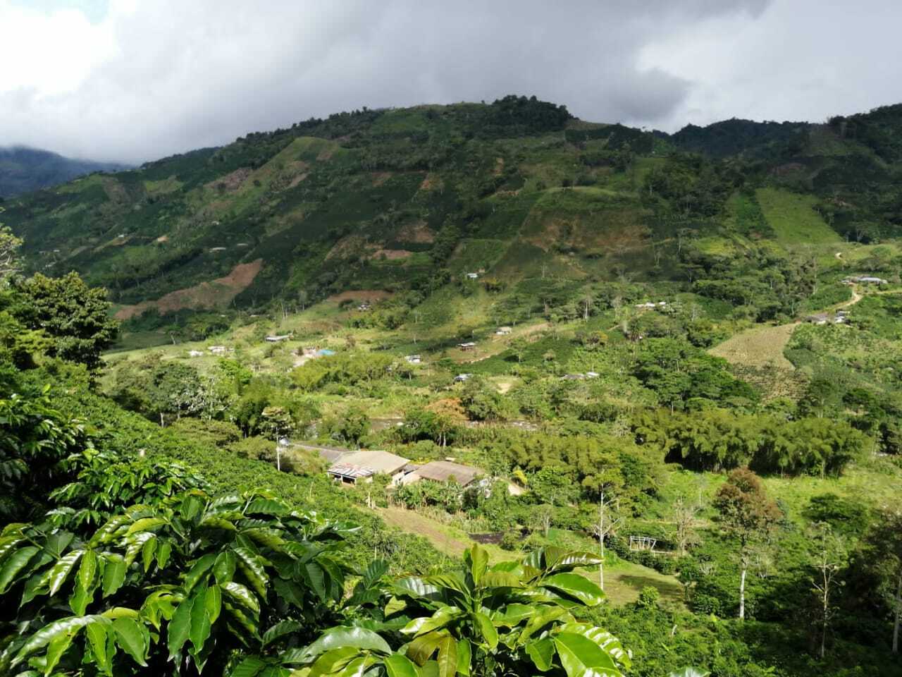 Colombia Cuatro Vientos Pink Bourbon natural
