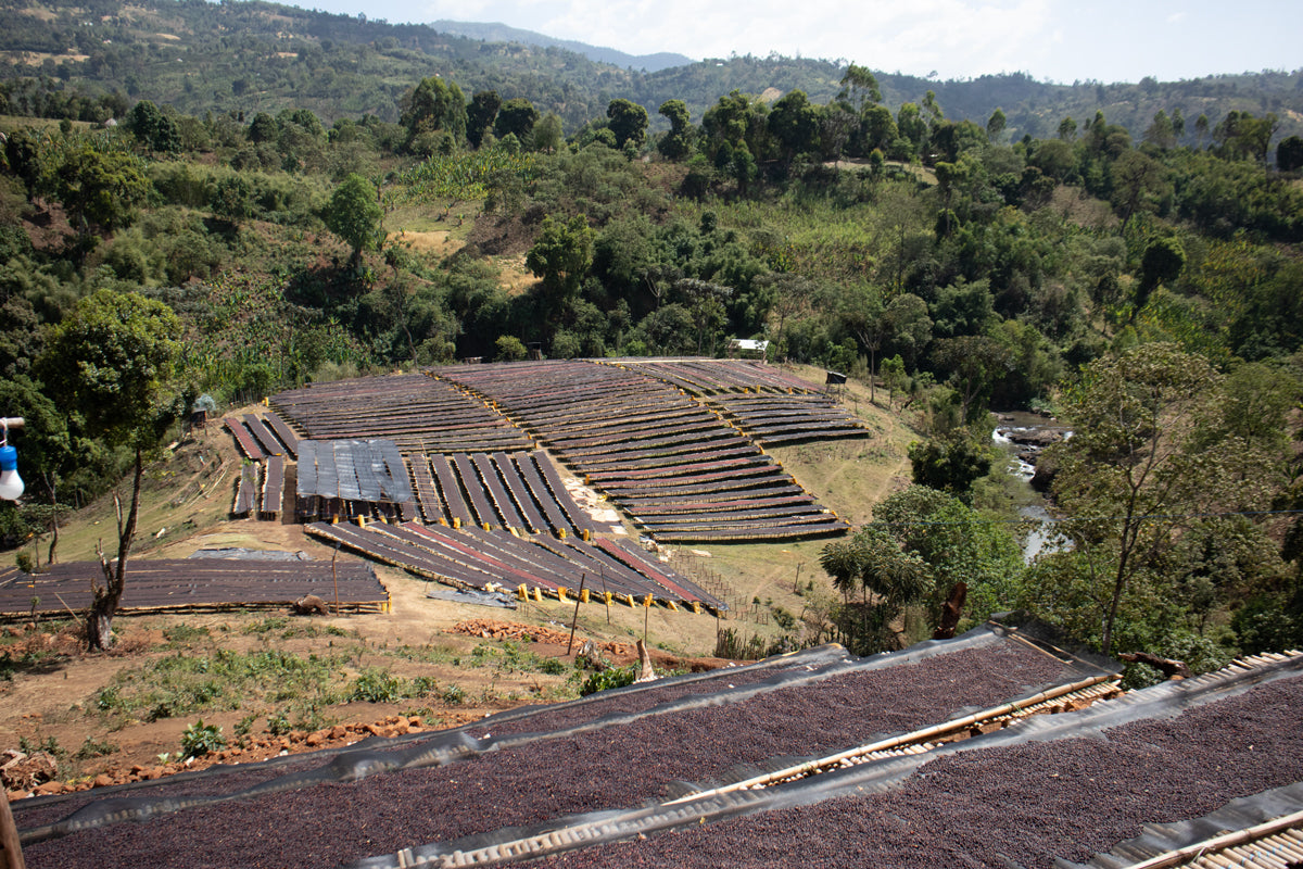 Etiopia Sidama Karamo – Gara Agena Natural G1 Premium