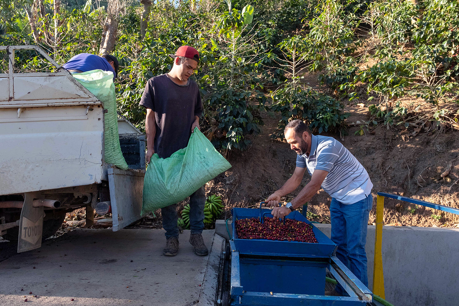 Costa Rica - Roberto Mata - Finca Las Nubes - Black Honey